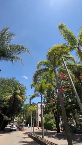 The video shows a sunny day with a clear blue sky.  Tall palm trees and other lush green trees line a paved road.  A white building with modern architecture is visible on the right side of the road, partially obscured by trees.  A few people are walking on the sidewalk, and a car is parked on the left side of the road.  There are also some streetlights visible.  The overall impression is of a serene, well-maintained urban or campus environment.