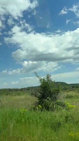 The video shows a view from inside a moving vehicle, looking out over a grassy, slightly overgrown landscape under a bright blue sky with fluffy white clouds. The camera is slightly shaky, indicating it's handheld. In the distance, there's a low hill or mound covered in trees.  The vehicle passes close to a dense patch of trees, blurring the view momentarily.  The overall scene evokes a sense of travel through a rural area on a sunny day.