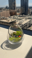 Los Angeles resident documents terrarium collection and meal
