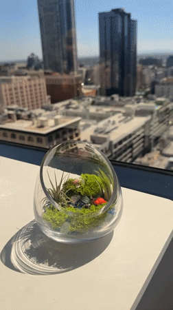 Los Angeles resident documents terrarium collection and meal