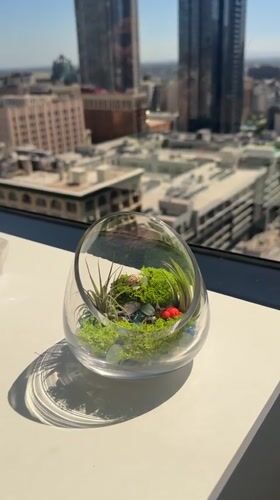 Los Angeles resident documents terrarium collection and meal