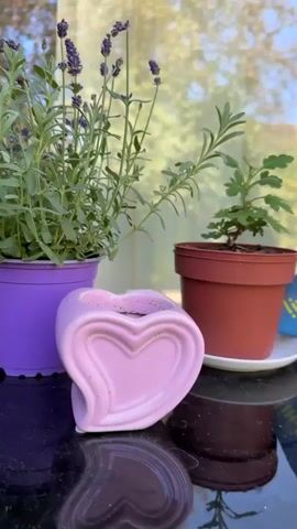 The video displays a close-up view of plants placed near a window. In the foreground, a pink heart-shaped planter is prominently featured. Behind it, a lavender plant in a purple pot is shown, with its purple flowers and green foliage filling the frame. To the right of the lavender, a smaller plant in a reddish-brown pot is visible. The background is blurred, showing the reflection of trees and the sky in the windowpane, suggesting an outdoor environment. The lighting is natural and soft, casting subtle shadows on the surface where the pots are placed.