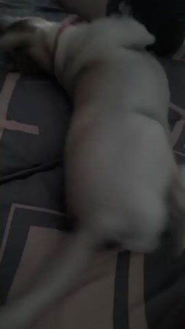 A light brown dog with a red collar is lying on a gray, patterned bed. The dog is facing away from the camera and appears to be sleeping or resting. Its tail is blurred, indicating movement. The dog then turns its head towards the camera, revealing its face and dark eyes. The background shows a person's legs and a portion of a dark shirt. The room appears to be dimly lit.