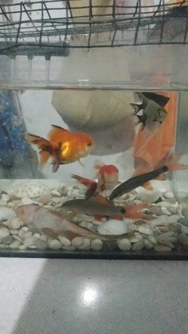 A small aquarium contains several fish, including goldfish and what appear to be other types of small fish. One goldfish, bright orange, is in the foreground, its tail fins spread. Behind it, another goldfish, predominantly white with orange markings, swims near the bottom. Several darker-colored fish are also visible, some near the top of the tank and others swimming among the stones at the bottom. The aquarium has a gravel substrate made of small, light-colored pebbles and shells. A black wire cage or grate is visible on the left side of the aquarium. The lighting in the scene is somewhat dim, with a bright spot of light reflecting on the right side of the aquarium. The background is indistinct, with a beige-colored object and a wall visible beyond the tank.