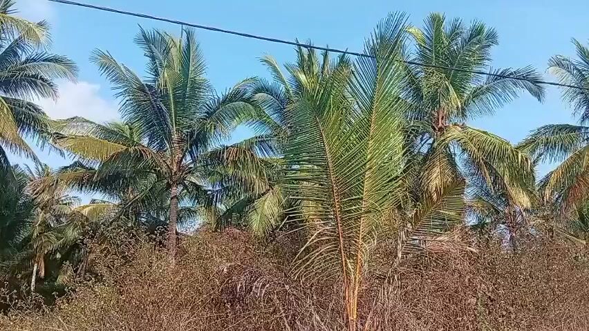 The video shows a cluster of coconut trees against a clear blue sky. There is a thin black wire running horizontally across the upper portion of the frame, likely a power line or telecommunication wire. The lower part of the image is filled with dry, brown vegetation, possibly brush or dead grass, with some green foliage interspersed. The coconut trees are tall and have green fronds, with some appearing more yellowed or dried out. There are no people or discernible actions occurring in the video. The overall impression is of a natural, outdoor scene, likely in a tropical or subtropical region given the presence of coconut trees.