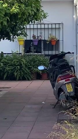A dog is visible through a barred window, looking out. The dog is black and white and appears to be a medium to large breed. The window is set in a white wall. In front of the window, there are several potted plants. To the right of the window, a grey and maroon scooter is parked on a paved area. The paved area is made of reddish-brown square tiles. Green foliage from a tree is visible in the upper left corner of the frame. The overall scene appears to be an outdoor courtyard or patio.