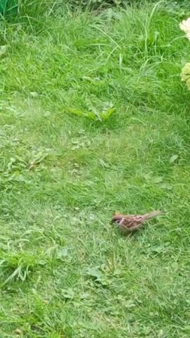 The video shows a small bird with brown and white feathers standing on green grass. The bird is facing towards the right side of the frame and appears to be looking down at the ground. The grass is lush and appears to be freshly cut. There are a few small green plants scattered throughout the grass. The lighting suggests it is daytime, possibly overcast, as there are no harsh shadows. In the upper right corner, a small portion of a light-colored object, possibly a flower or plant, is visible. The bird remains stationary for the duration of the video.
