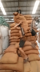 Burlap sacks stacked high in a Paya Geli warehouse