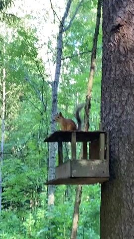 This video captures a charming scene in a forest setting, likely in Pargolovo, Russia. The primary subject is a red squirrel perched atop a rustic wooden bird feeder. The feeder, weathered and showing signs of age, is attached to the trunk of a large, rough-barked tree. Sunlight filters through the dense green canopy of the surrounding forest, indicating it is daytime, likely mid-morning or afternoon given the dappled light. The foliage is lush and vibrant, suggesting a warm season.

The squirrel, with its characteristic bushy tail held aloft, appears alert and curious, surveying its surroundings. Its reddish-brown fur stands out against the muted tones of the feeder and the dark bark of the tree. The background is a soft blur of green leaves and the trunks of other trees, creating a natural and tranquil atmosphere. No human presence is visible, emphasizing the wild nature of the scene. The activity is simple yet engaging: the squirrel enjoying a moment of pause on the feeder, a common sight in nature where animals interact with man-made structures designed to provide sustenance. The overall impression is one of peaceful coexistence between wildlife and its environment. There is no visible text in the video.