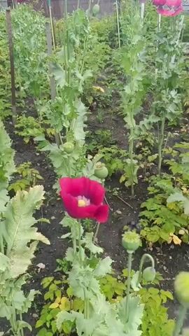 The video shows a garden with rows of tall poppy plants. The poppies are in bloom, with some showing vibrant pink or red petals and others still in bud form. The plants have large, lobed green leaves and long, sturdy stems. The ground is dark soil, with some scattered leaves and small plants growing between the poppy rows. The background reveals a wooden fence and trees, suggesting a rural or suburban setting. The camera pans across the garden, focusing on individual flowers and the overall growth of the plants.