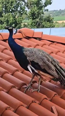 A peacock stands on a terra cotta tiled roof, its iridescent blue neck and chest contrasting with its patterned body and tail feathers. The bird is positioned facing left, with its head tilted upwards. Trees and a distant landscape are visible in the background under a bright sky.