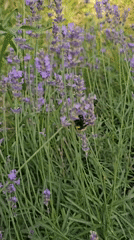 Spring wildlife spotted in Tashkent gardens and fixtures