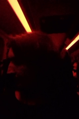 Nighttime vehicle travel documented across multiple witnesses