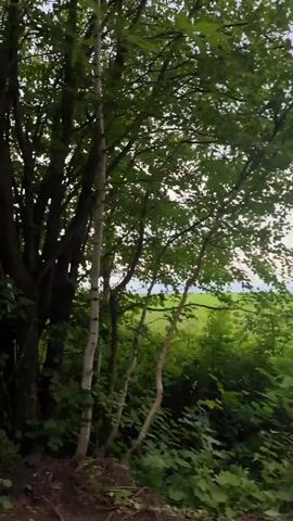 This is a video clip captured from a moving vehicle, likely a car, traveling along a dirt road. The scene is a lush, green forest with tall trees. The foliage is dense, and the leaves are a vibrant green, suggesting it is daytime, likely spring or summer, and the weather appears overcast or lightly cloudy, as there are no harsh shadows. The blurriness of the trees indicates the vehicle is moving at a moderate pace.

In the side-view mirror of the vehicle, a person's hand can be seen, possibly adjusting something or holding a phone. The reflection in the mirror is somewhat distorted due to the angle and the movement, but it provides a human element to the otherwise natural landscape. The road itself is unpaved, with loose dirt and small stones visible, further reinforcing the rural or wilderness setting. The overall impression is one of a peaceful drive through a natural environment. There is no visible text in the video. The location context provided is Shaberdino, Russia.