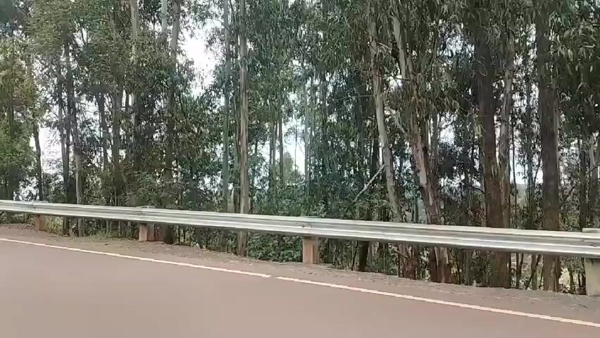 The video shows a view from a moving vehicle driving along a road with a guardrail.  The scenery consists of tall, thin trees densely packed together along the roadside. The sky is overcast with clouds.  The vehicle's movement suggests it is passing through a wooded area.  The sound of an engine is audible.