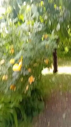 The video shows a person walking through a garden or park area. The person is wearing blue jeans and a dark blue shirt. The area is filled with trees and foliage, with sunlight filtering through the leaves, creating a dappled effect on the ground. There are some yellow flowers visible in the foreground. The person appears to be walking towards the camera, or at least in the general direction of the camera's field of view. The video is shaky, suggesting it may have been recorded by someone walking while holding the camera. A blue garment is hanging from one of the trees.