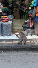 Macaque monkeys feed and roam Ubud tourist streets
