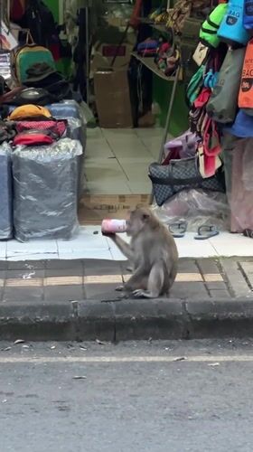 Macaque monkeys feed and roam Ubud tourist streets