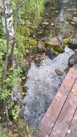 The video shows a close-up, high-angle view of a shallow, clear stream with a wooden plank on the right side. Rocks of various sizes, some covered in green moss, are scattered in and around the stream bed. The water is flowing, creating ripples and reflections of the surrounding greenery and sky. Leaves are visible on the water's surface and in the stream bed. The environment appears to be a natural, wooded area, with trees and foliage visible in the background. The lighting suggests it is daytime, possibly overcast. There are no people or animals visible in the frame.