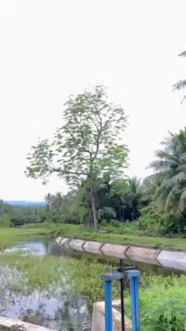 The video shows a marshy landscape with a body of water covered in aquatic plants. The water is bordered by a concrete irrigation canal with a sluice gate visible in the foreground. The background consists of lush green trees and vegetation, including palm trees, with a cloudy sky above. The camera pans slightly upward to show the sky.