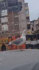 Seagull perches on parked car in Kadıköy street scene