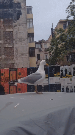 Seagull perches on parked car in Kadıköy street scene