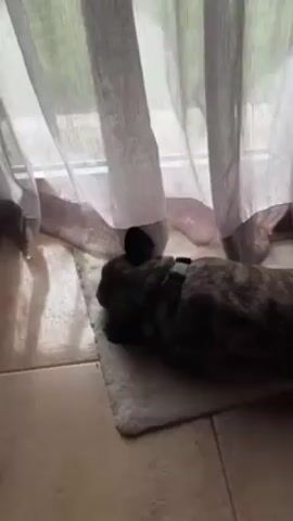 A brindle French Bulldog lies on a white rug next to a window covered with light-filtering curtains. The dog faces the window, wearing a blue-gray harness labeled "BARK" . The floor is covered with light-colored tiles.