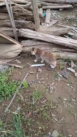 A cat is walking among piles of wood. The cat is an orange tabby with white paws and chest. The cat walks from left to right in the video, and then turns around and walks back to the left. The cat is near a small blue object and a white object on the ground. The ground is dirt with some green grass growing in it. The wood piles are made up of logs and branches of various sizes.