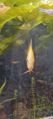 Tropical aquarium life documented in Israeli regional council