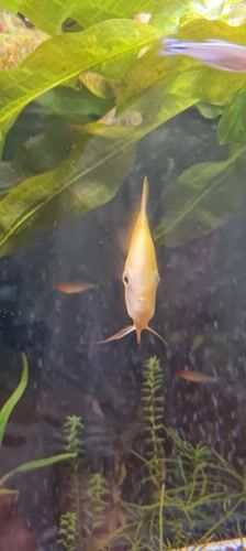Tropical aquarium life documented in Israeli regional council