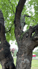 Witness documents tree in Plovdiv park amid urban landscape