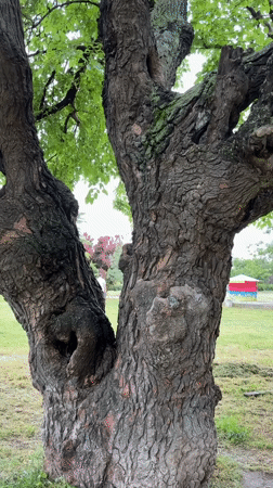 Witness documents tree in Plovdiv park amid urban landscape