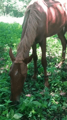 Horse grazing in shaded grass, ducks nearby