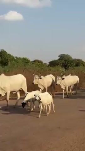 A herd of mainly white cattle with some black patches, accompanied by a group of white sheep and goats, is walking along a dirt road. The cattle have long, curved horns. A person can be seen on the right side of the frame, appearing to herd the animals.  The background consists of green foliage and tall electrical towers. The sky is blue with a few clouds.