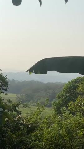 The video presents a scenic view of a lush, green landscape. The foreground is filled with trees and foliage, with a large banana leaf prominently positioned in the upper right. The middle ground reveals a valley, transitioning into a distant, hazy mountainous horizon. The sky is light and overcast.  The general atmosphere of the video is peaceful and natural.