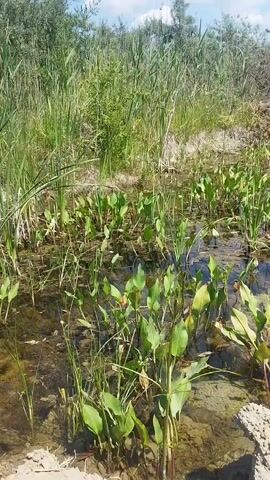 The video shows a shallow body of water with various aquatic plants. Reeds and other tall grasses grow densely along the edges of the water. The water appears murky and shallow, with some areas of exposed mud or sand visible. The scene is outdoors, under a partly cloudy sky, with sunlight illuminating the vegetation. There are no people or animals visible in the video.