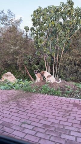 The video shows two puppies on a mound of dirt next to a brick walkway. One puppy is tan and white and lies down. The other puppy is tan, brown, and white and sits, then stands and wanders around. There are several trees and bushes behind the mound.