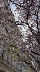 Cherry blossoms filmed in bloom in Berlin