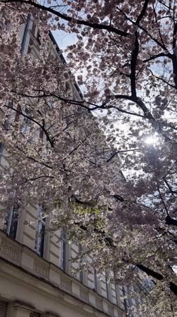 Cherry blossoms filmed in bloom in Berlin