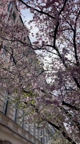 Cherry blossoms filmed in bloom in Berlin