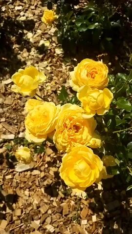 This media file features a close-up, top-down view of a cluster of vibrant yellow roses in bloom. The roses are the primary subject, with their petals appearing full and layered, suggesting a mature bloom. Several roses are fully open, revealing their intricate centers, while others are still in bud or partially open, adding variation to the cluster. The roses are set against a backdrop of dark green foliage and a ground covered with wood chips, indicative of a garden setting.

The lighting suggests it is daytime, with sunlight casting dappled shadows on the wood chips, creating a textured and dynamic ground cover. The quality of light hints at a sunny day, possibly late morning or early afternoon. There are no people or animals visible in the frame. The overall impression is one of natural beauty and tranquility, focusing on the delicate and cheerful appearance of the roses. The context of Sumy, Ukraine, provides a geographical location, but no specific landmarks are visible to further pinpoint the exact site. The media does not contain any visible text.