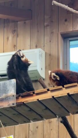 Two red pandas are on a wooden platform. The red panda on the left is sitting upright and looking upwards, with its head tilted back. The red panda on the right is lying down on its side, facing away from the camera, with its head tucked in. An air conditioning unit is mounted on the wooden wall behind the red pandas.