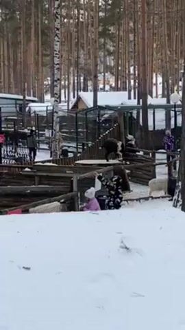 The video shows a winter scene at what appears to be a petting zoo or animal exhibit. Several people, mostly children and adults wearing winter clothes, are walking around and observing the animals. A bear is seen climbing on a wooden structure in its enclosure. The ground is covered in snow, and there are tall trees in the background. Some enclosures and small wooden buildings are also visible.