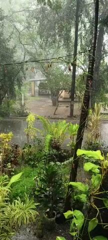 A view of a rainy day from a window. In the foreground, lush green plants and ferns are visible, with some plants having yellowing leaves. A thin, dark pole with a vine wrapped around it stands to the right of the frame. Beyond the plants, a street is visible, with rain falling heavily and puddles forming on the wet asphalt. Trees line the street, and a building with a covered walkway is seen in the background. The overall atmosphere is overcast and wet due to the rain.