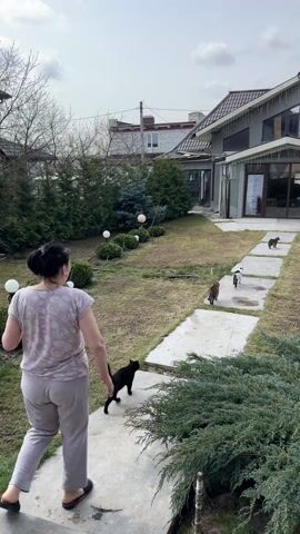 A woman in light-colored pajamas walks down a concrete path in a yard, followed by four cats. The yard has a patchy lawn, various bushes and trees, and decorative lights. A large, modern house stands at the end of the path, with a lawnmower visible near the entrance. The sky is overcast.