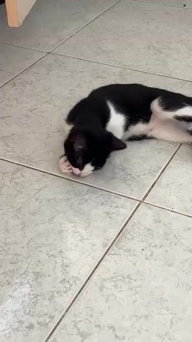 A black and white kitten lies on its back on a tiled floor, grooming itself. Its paws are brought to its mouth, and its hind legs are extended. The kitten's eyes are open and looking down. The floor is made of light-colored square tiles.