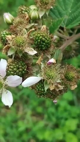 This is a close-up, vertical video clip of a blackberry plant in a garden setting. The focus is on a cluster of developing blackberries and a single white flower with delicate petals, speckled with black pollen. The background is softly blurred green foliage, suggesting an outdoor, natural environment. The lighting appears to be natural daylight, indicating it's likely daytime. There is no visible text in the video. The scene is serene and evokes a sense of natural growth and the promise of fruit.