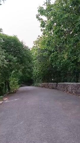 The video shows a paved road winding through a dense forest. The road is empty, and the trees on either side are lush and green. The sky is overcast, suggesting a cloudy day. On the left side of the road, there is a wooden table with some items on it, possibly a small stall. The road appears to be leading uphill.