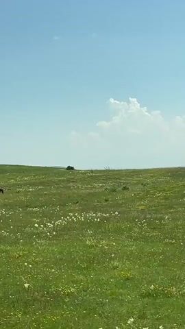 A video shows a vast, green, rolling field dotted with white wildflowers under a bright, blue sky with a few fluffy white clouds. In the distance, on a hilltop, a dark-colored vehicle is visible. To the left of the frame, a lone brown horse grazes in the field. As the video progresses, a second, smaller dark figure, possibly another animal or person, appears in the distance to the right of the horse. The horse continues to graze, and the camera pans slightly to the right, revealing more of the hilly landscape in the background, with distant trees or hills visible on the horizon. The video has a peaceful, pastoral feel.