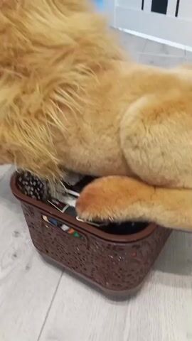 A close-up video shows a stuffed toy dog, likely a golden retriever, with its paw resting on a brown woven basket filled with various items. The basket appears to be made of plastic and has a decorative, openwork pattern. Inside the basket, colorful objects are visible, possibly art supplies or craft materials, including what looks like markers or pens. The dog's fur is light brown and fluffy, and its paw is a lighter shade of orange.

The setting appears to be indoors, with a light-colored wooden floor visible in the background. The lighting suggests it's daytime. The camera angle is low, focusing on the dog's paw and the basket. The scene is static, with no discernible action other than the slight blur indicating potential camera movement. No people are visible, and no text is present in the frame. The overall mood is calm and domestic. The location context of Oleksandriia, Ukraine, does not provide any specific visual cues within the video itself.
